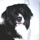 Blossom was adopted in March, 2008